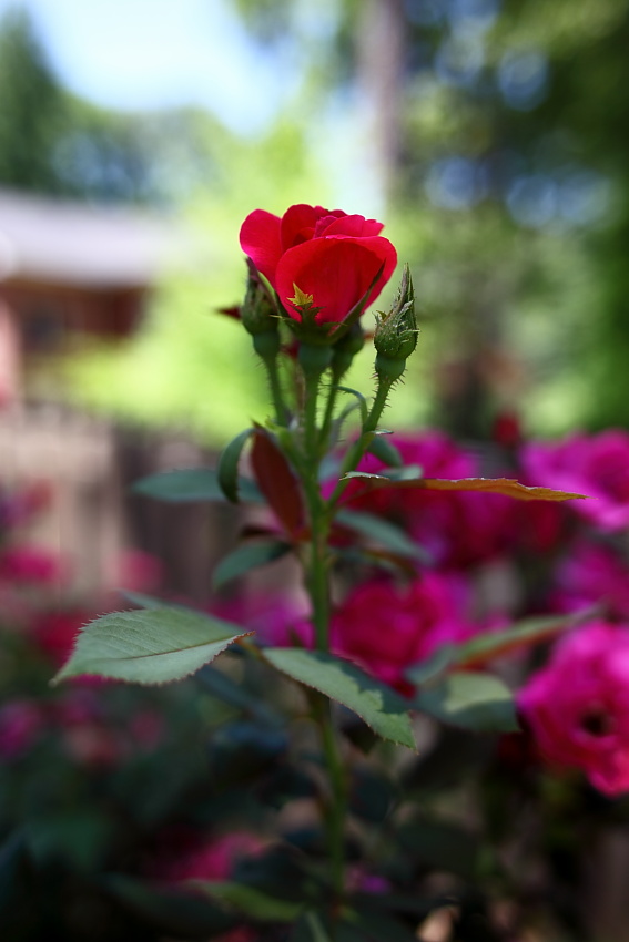 Nikkor 28mm/2.0 on a 5D MKII